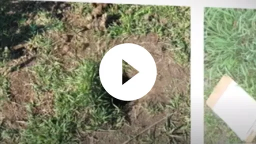 Video - Kansas Department of Agriculture Animal Impacts