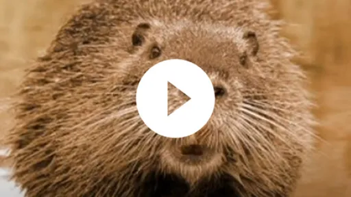 Video - Kansas Department of Agriculture Beaver