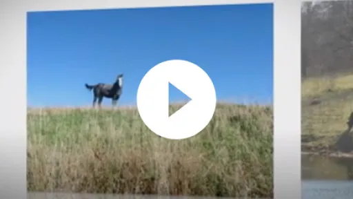 Video - Kansas Department of Agriculture Cracking