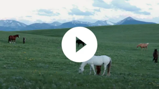 Video - PBS Indies, Sixty-Four Flood Born Here