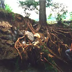 Vegetation7